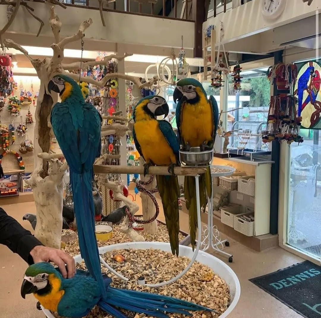 dult Blue And Gold Macaw Parrots-(Males/Females)