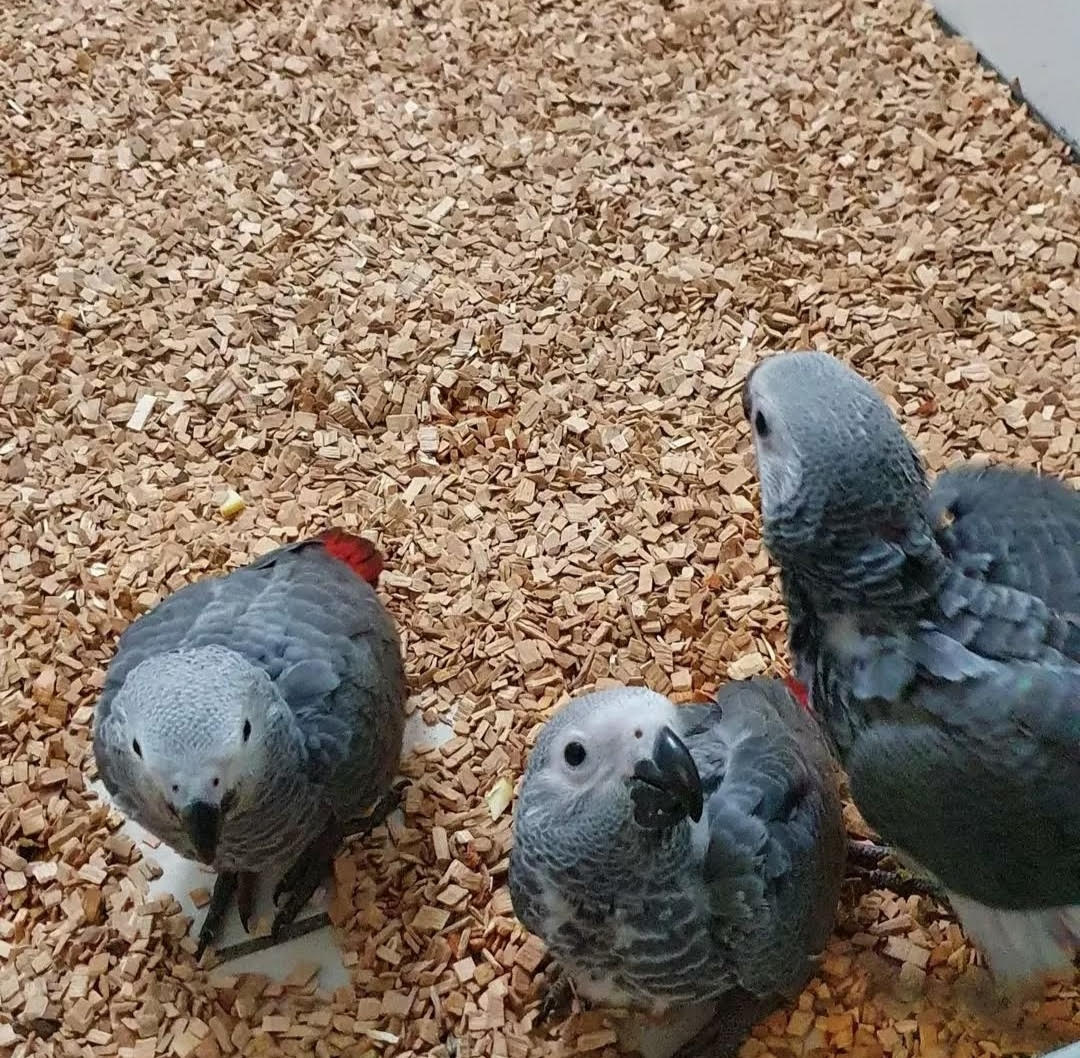 African Grey Baby Parrots-(Males/Females)