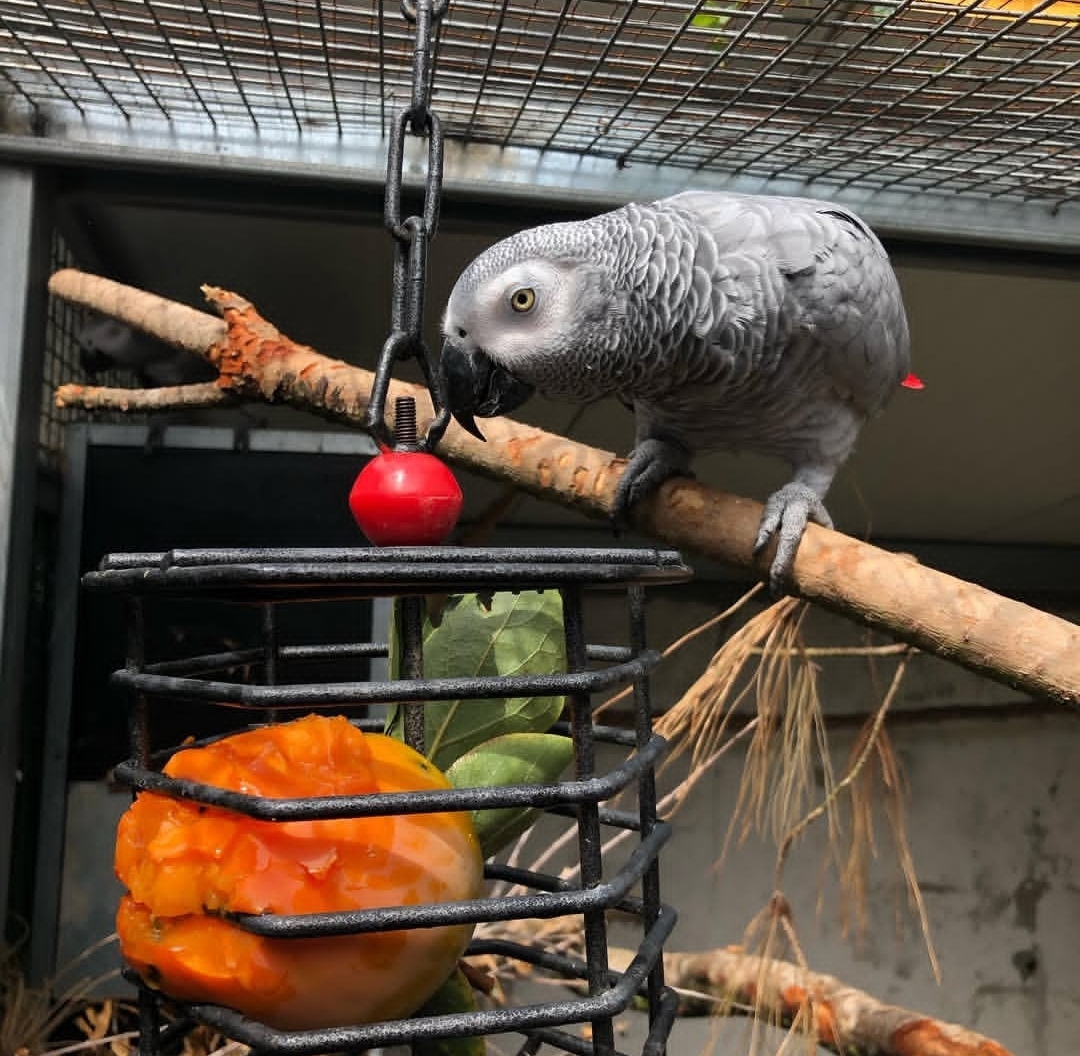 African Grey Parrot-(Aponi)