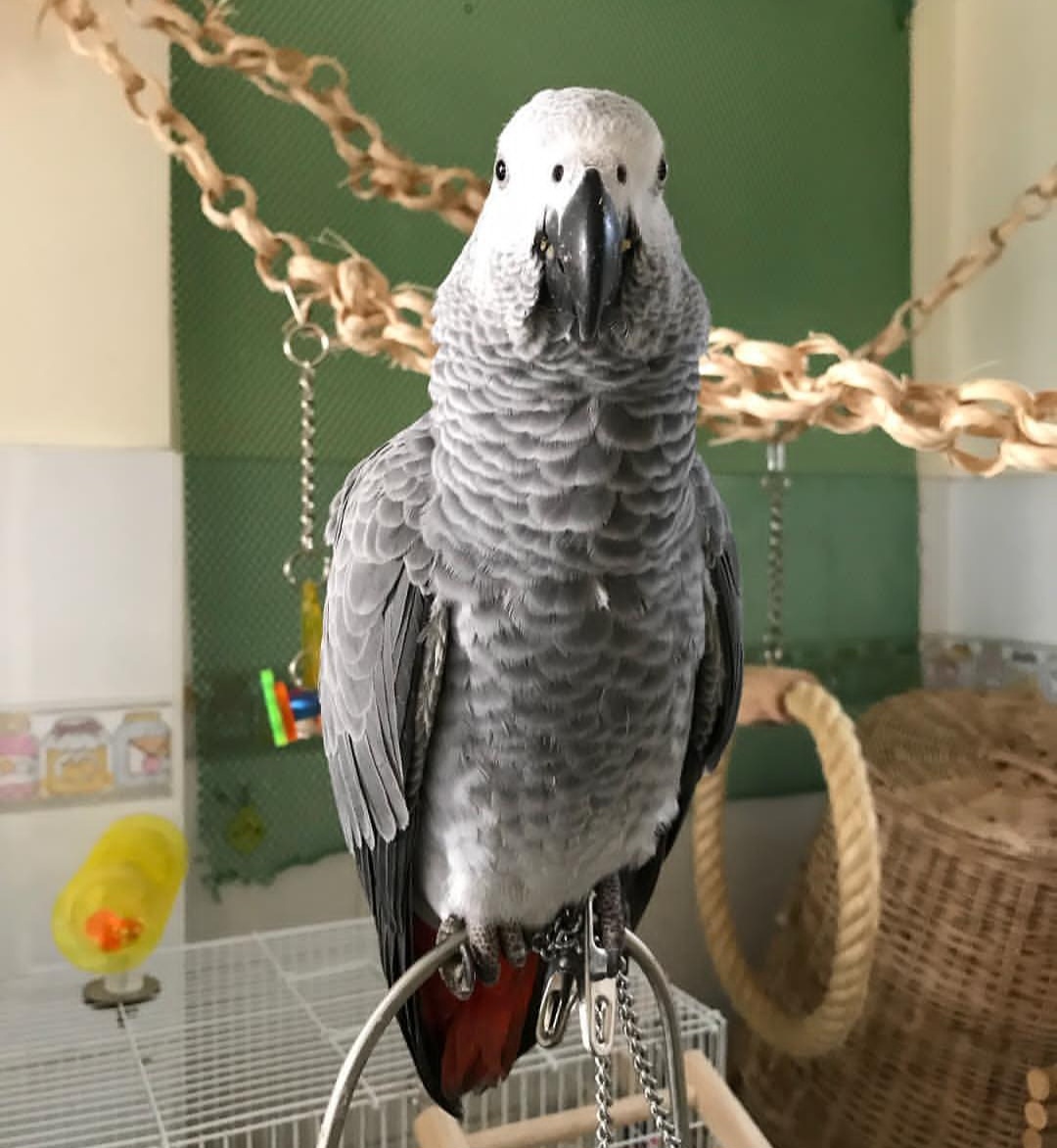 African Grey Parrot-(Reni)