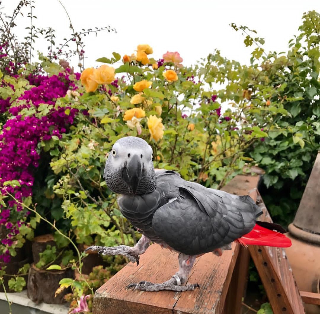 African Grey Parrot-(Ritty)