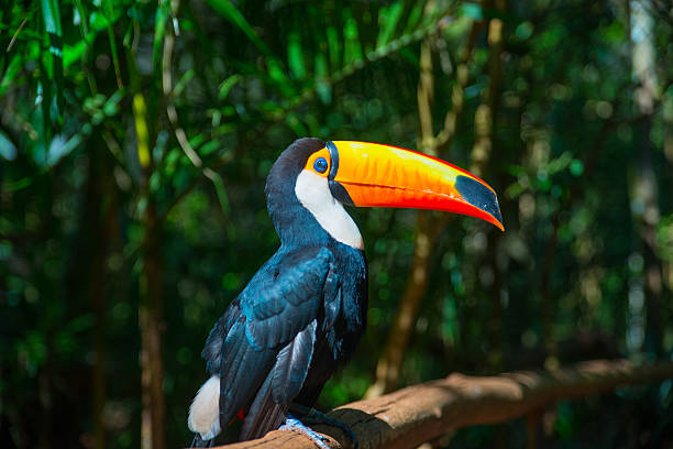 Toco Toucan