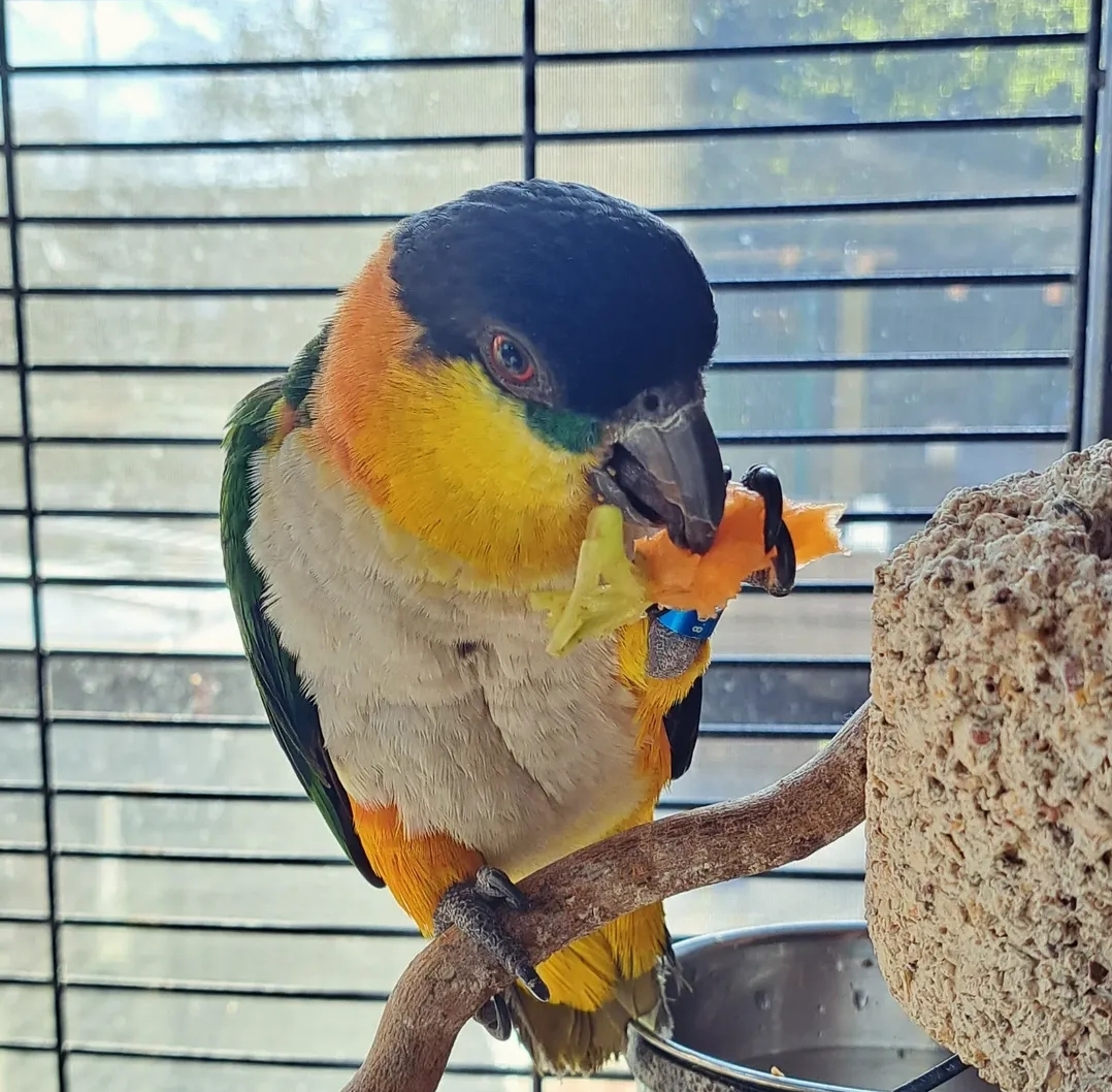 Black Headed Caique Parrots-Males-Females