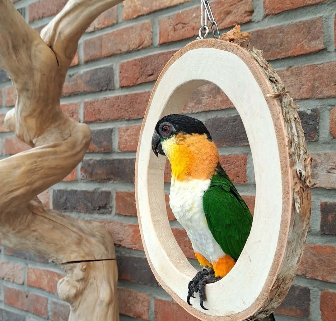 Black headed Caique Parrot-(Luka)