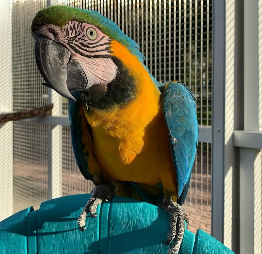 Blue And Gold Macaw Parrot-(Fina)