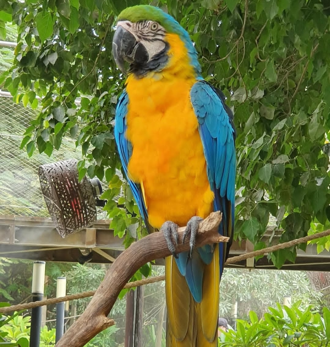 Blue And Gold Macaw Parrot-(Nki)