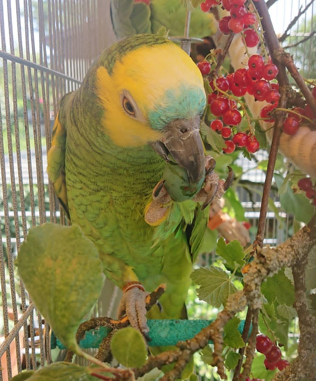 Blue Fronted Headed Amazon Parrot-(Tiny)