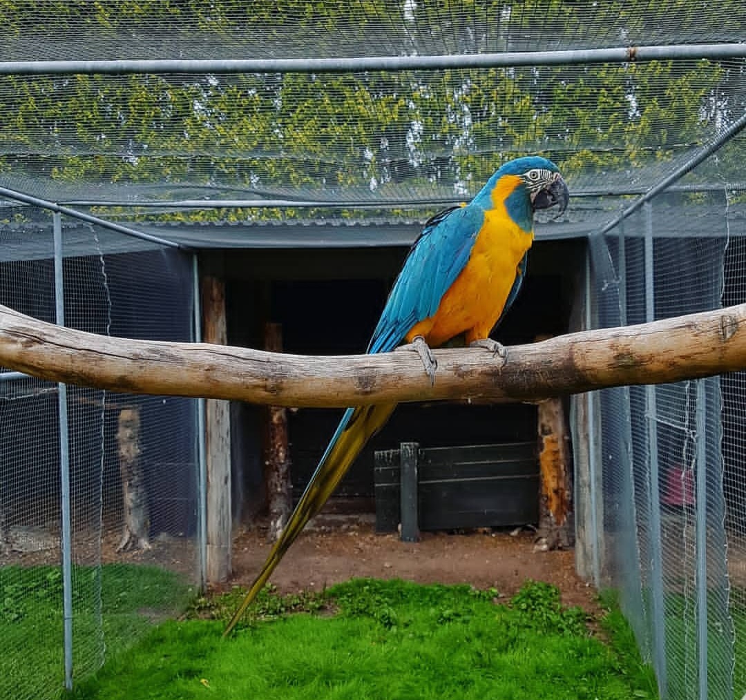 Blue Throated Macaw Parrot-(Pina)