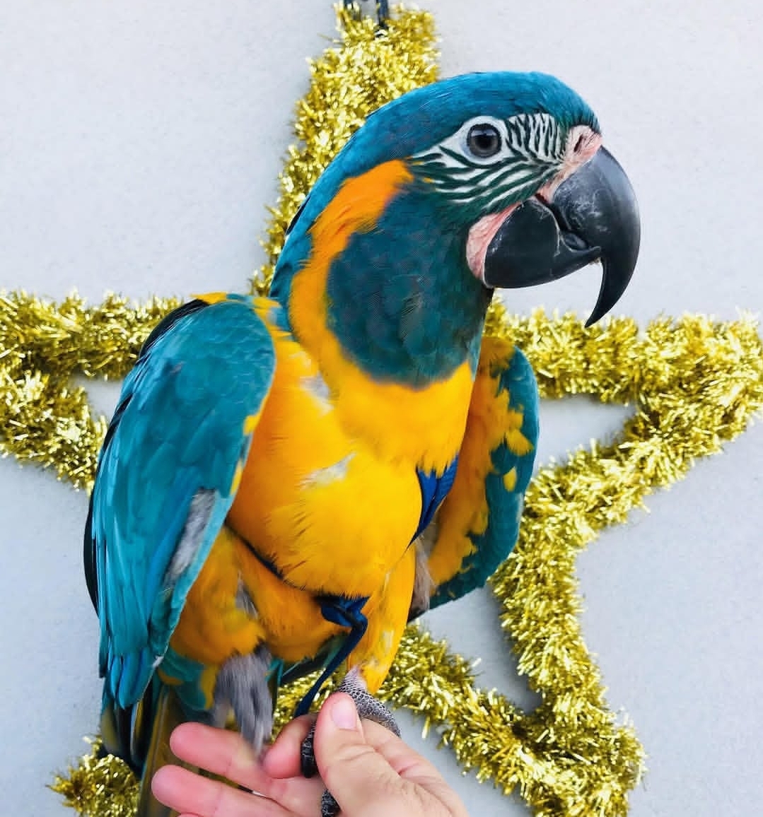 Blue-Throated Macaw Parrot-(Indi)