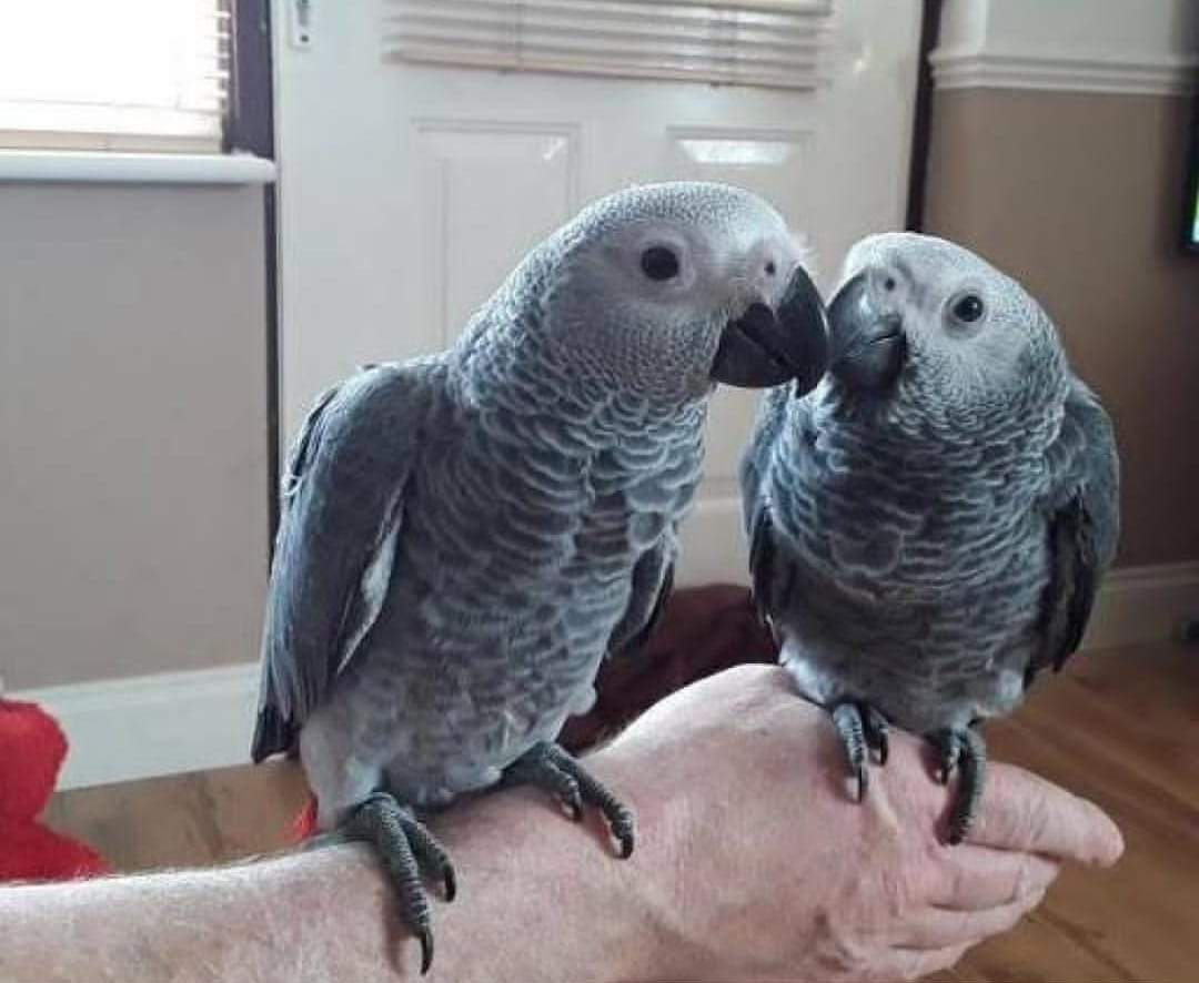 Breeding Pair African Grey Parrots