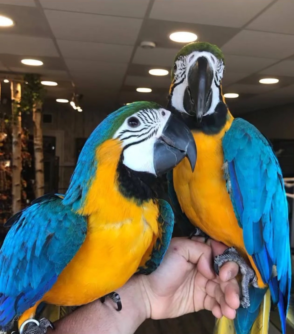 Breeding Pair Blue And Gold Macaw Parrots