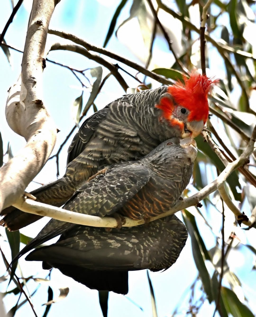 Breeding Pair Gang Gang Cockatoo Parrots