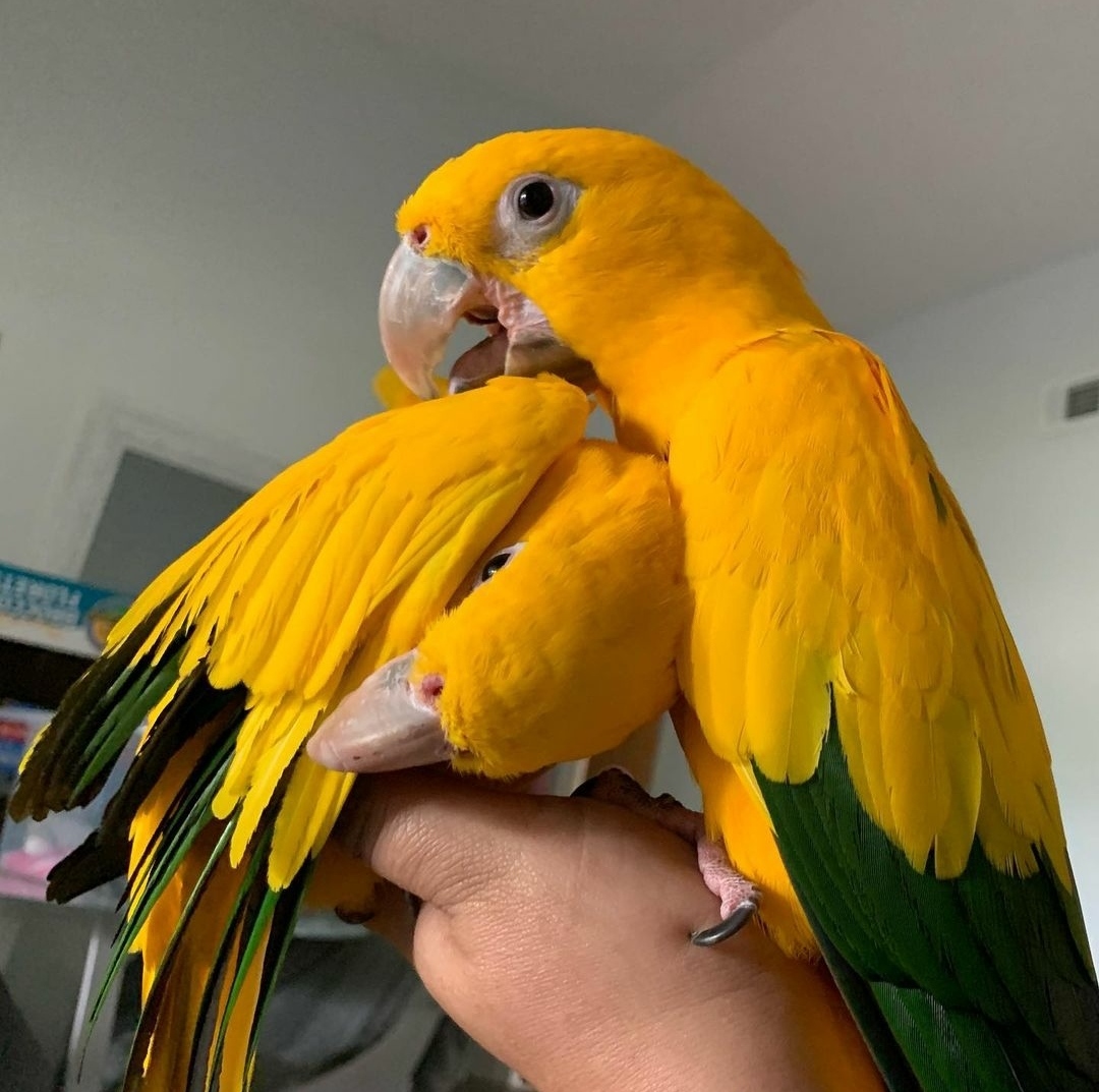 Breeding Pair Golden Sun Conure Parrots