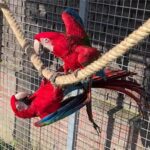Breeding Pair Green Winged Macaw Parrots- Male & Female