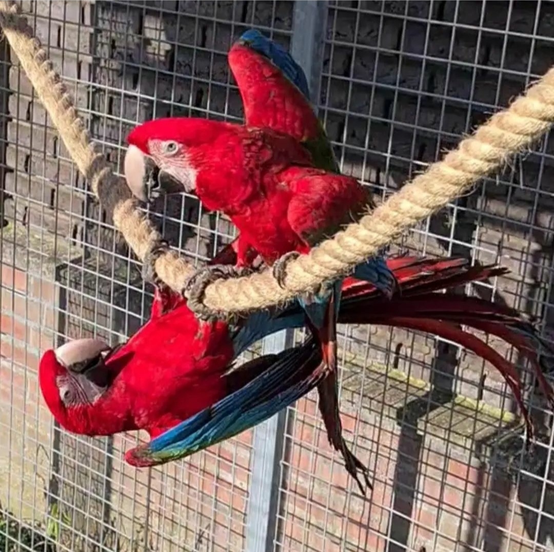 Breeding Pair Green Winged Macaw Parrots- Male & Female