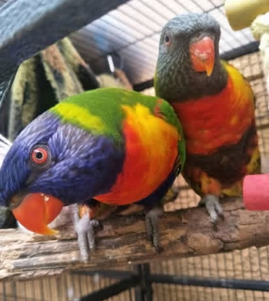 Breeding Pair Rainbow Lorikeet Parrots-Male-Female