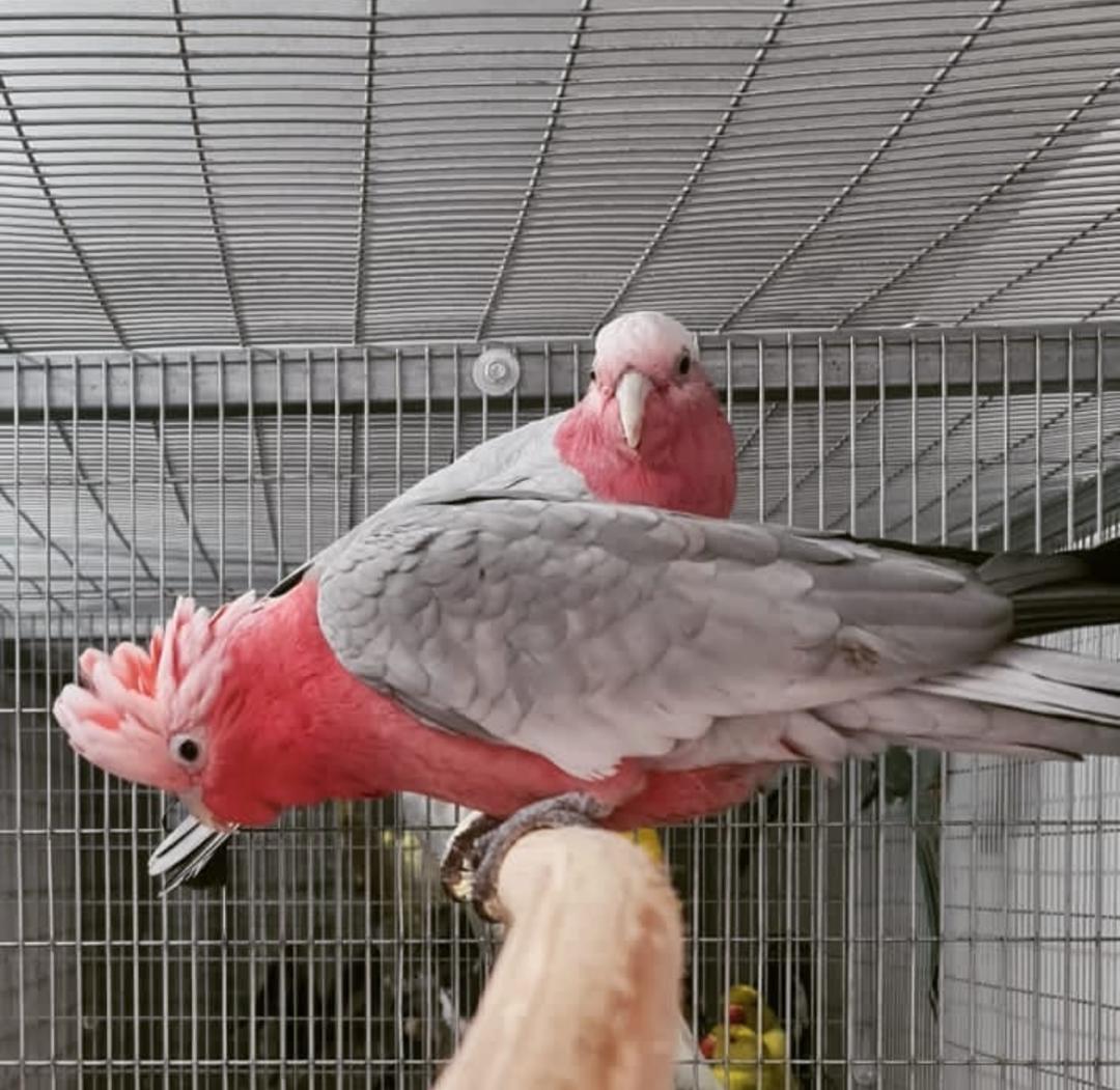 Breeding Pair Rose Breasted-Galah
