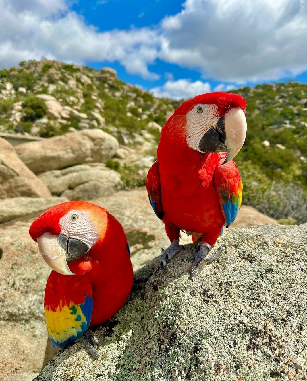 Breeding Pair Scarlet Macaw Parrots- Male & Female