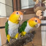 Breeding Pair White-Bellied Caique Birds-Male-Female