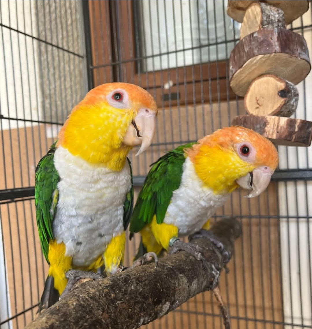 Breeding Pair White-Bellied Caique Birds-Male-Female
