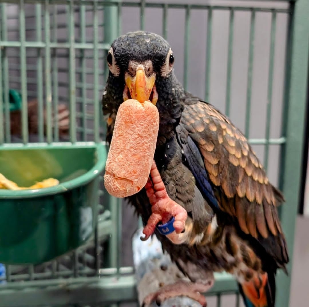 Female-Bronze-Winged Parrot-(Lav)