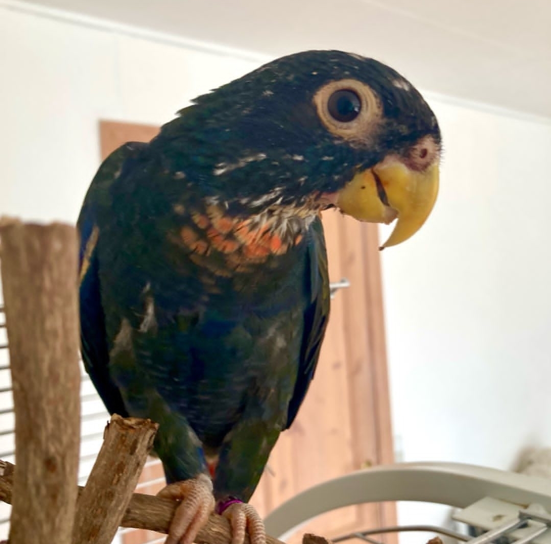 Male-Bronze-Winged Parrot-(Rigo)