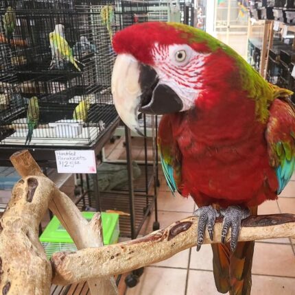Calico Macaw Parrot-(Lagu)