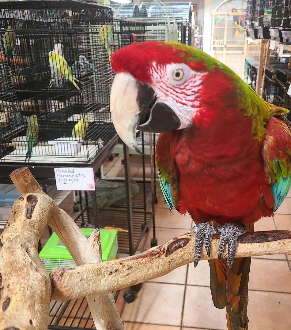 Calico Macaw Parrot-(Lagu)