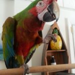 Calico Macaw Parrot-(Berky)