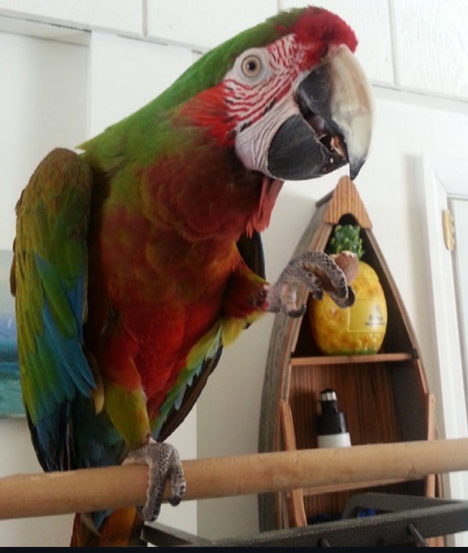 Calico Macaw Parrot-(Berky)