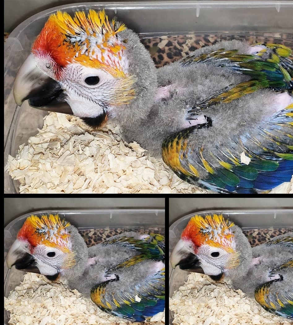 Catalina Macaw Baby Parrots