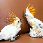 Citron Crested Cockatoo Baby Parrots