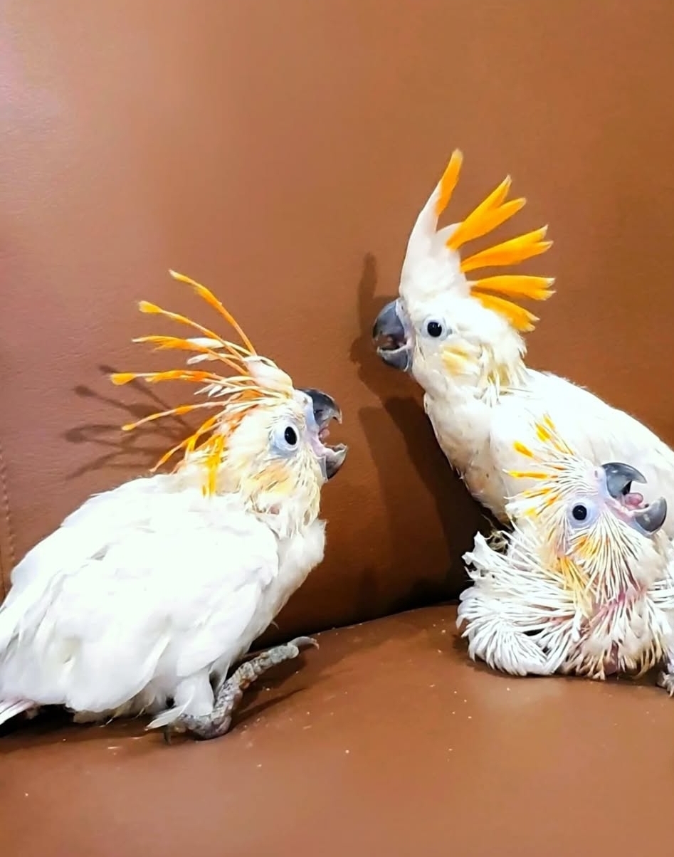 Citron Crested Cockatoo Baby Parrots
