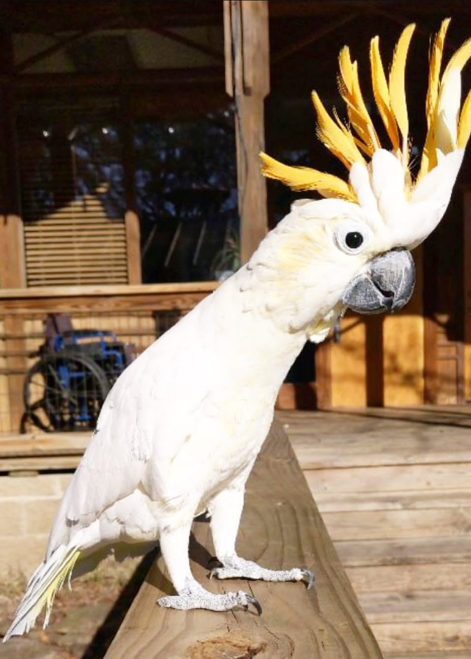 Citron Crested Cockatoo Parrot-(Lim)