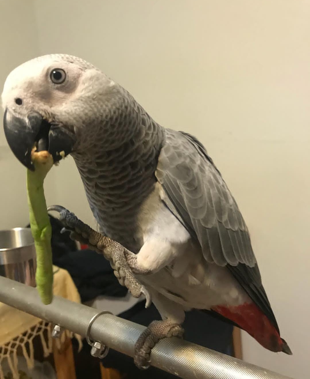 Congo African Grey Parrot-(Agata)