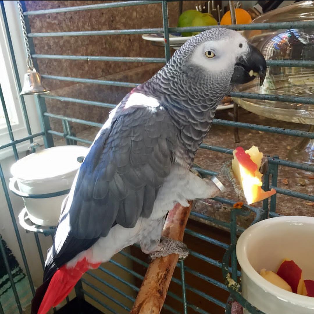 Congo African Grey Parrot-(Kitta)