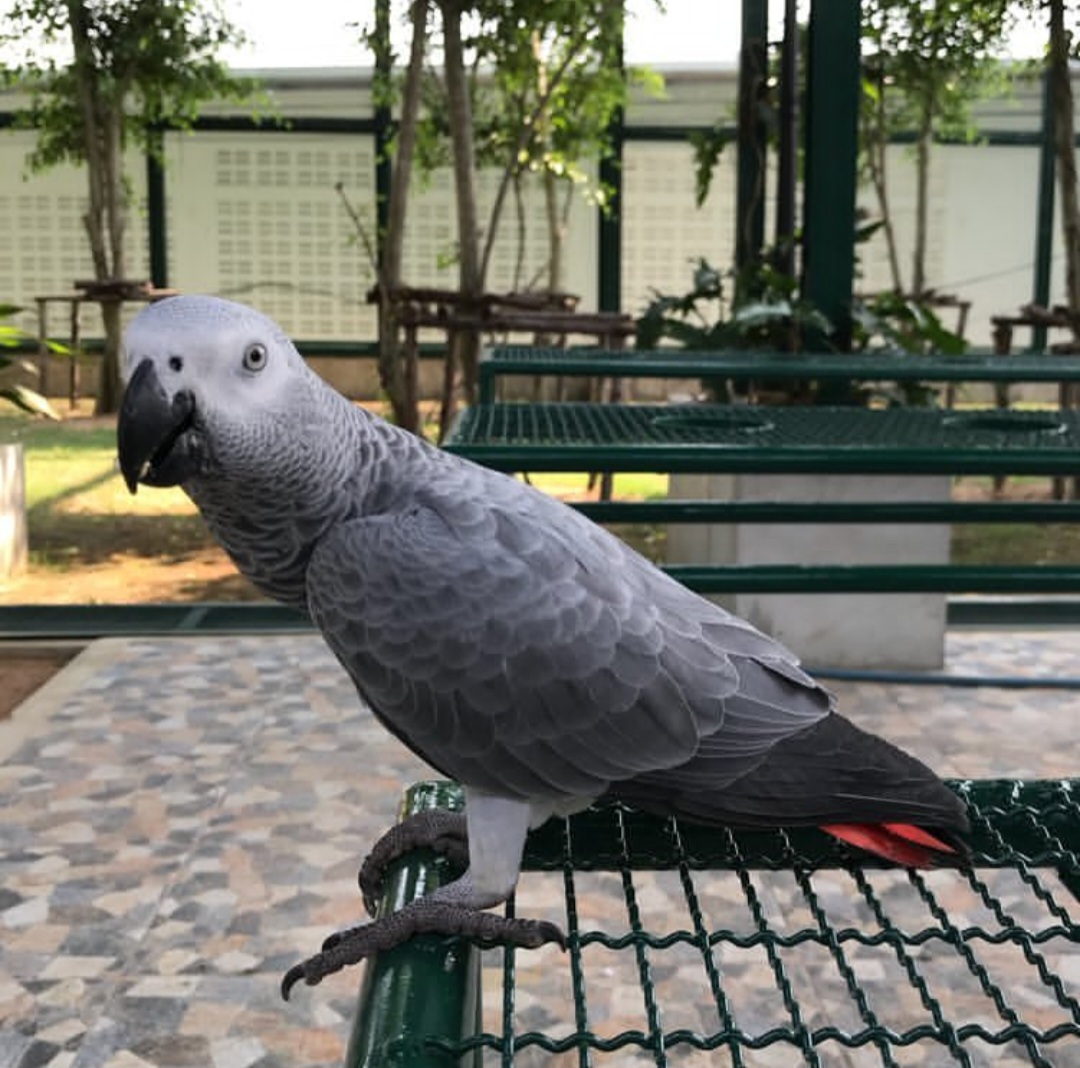 Congo African Grey Parrot-(Myro)