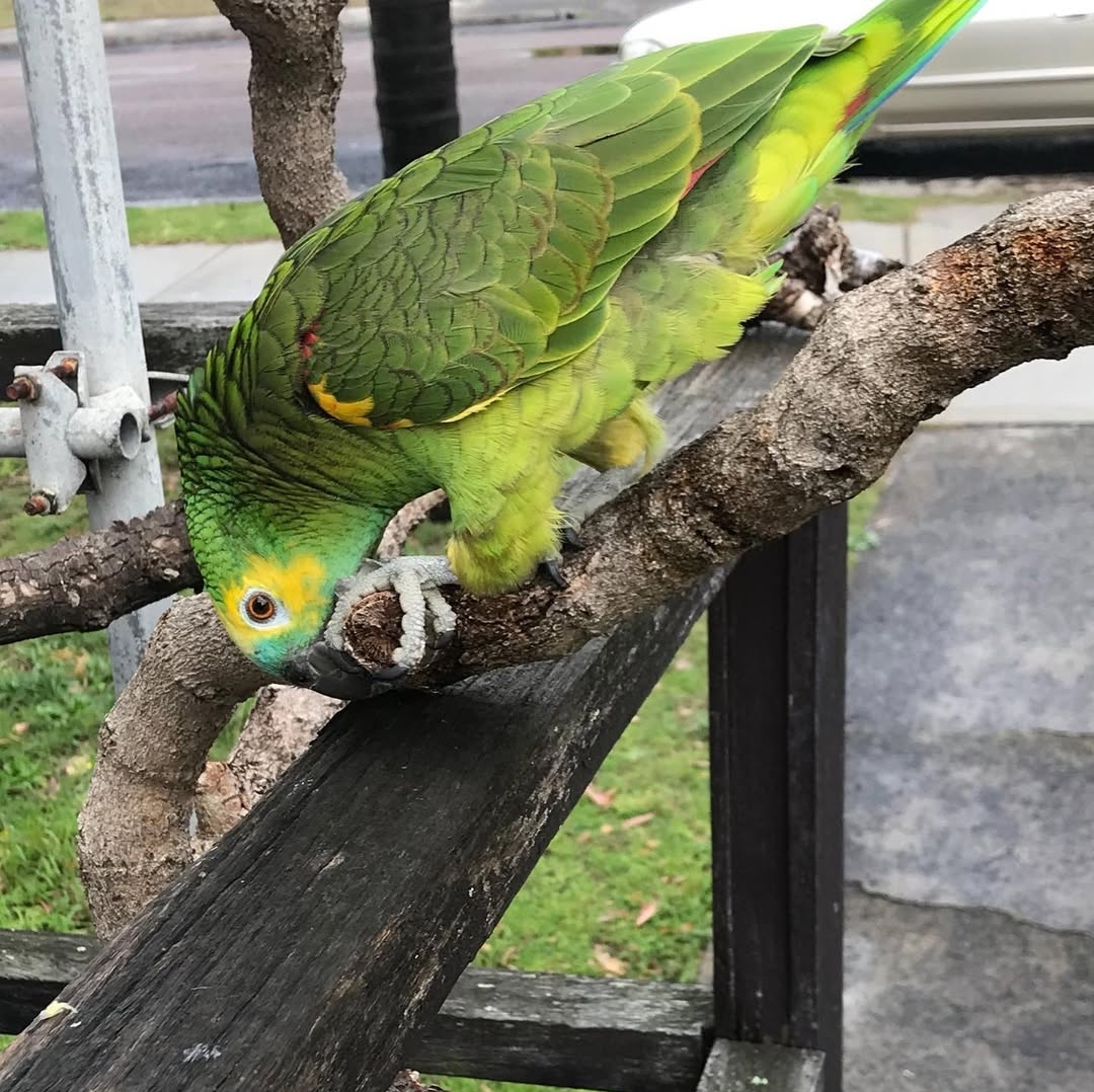 Double Yellow Headed Amazon Parrot-(Dany)
