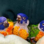 Eclectus Baby Parrots