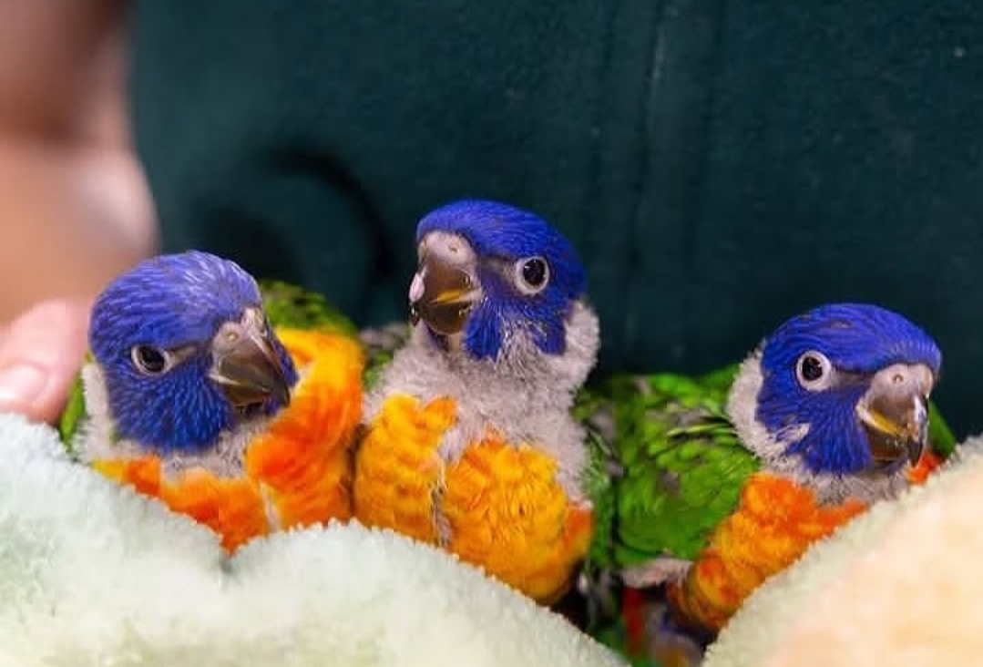 Eclectus Baby Parrots