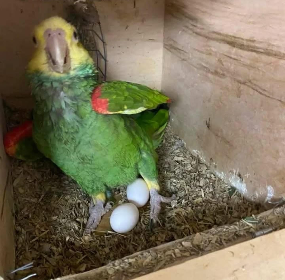 Fertile Amazon Parrot Eggs