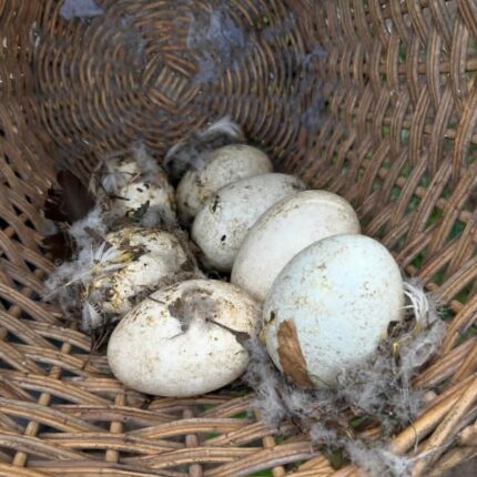 ertile Authentic Ruppell’s Griffon Vulture Eggs