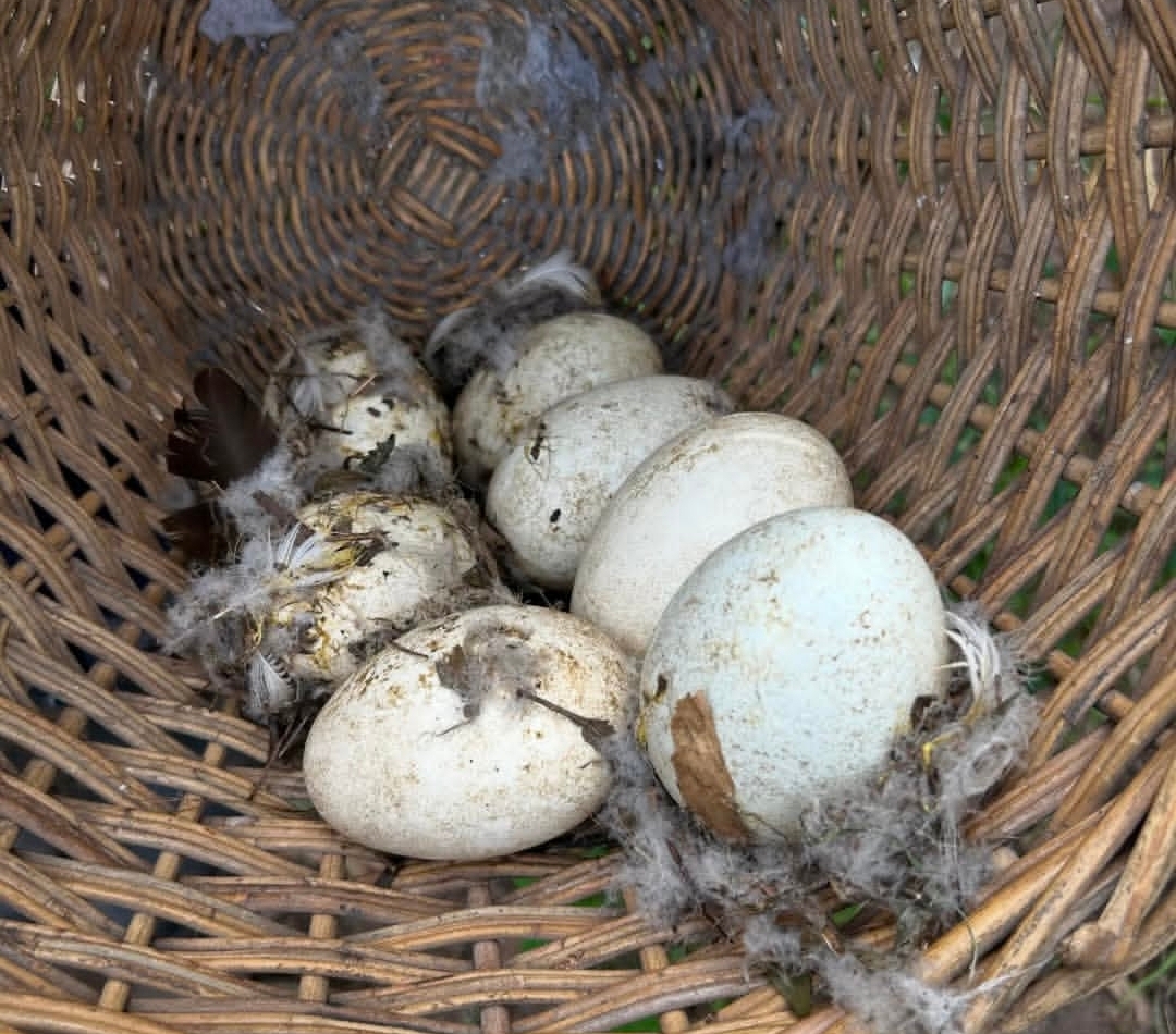 ertile Authentic Ruppell’s Griffon Vulture Eggs