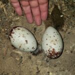 Fertile Black Vulture Eggs