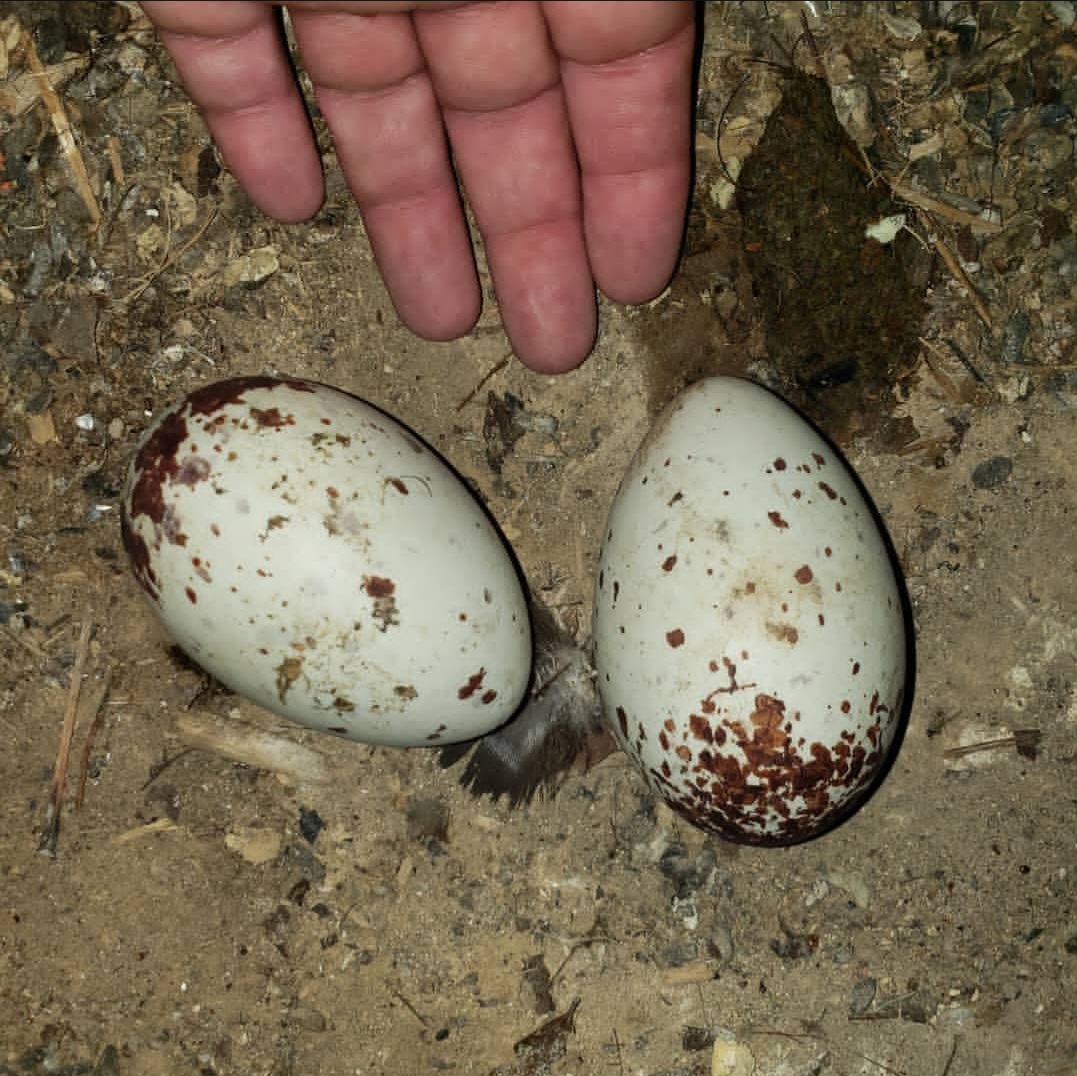 Fertile Black Vulture Eggs
