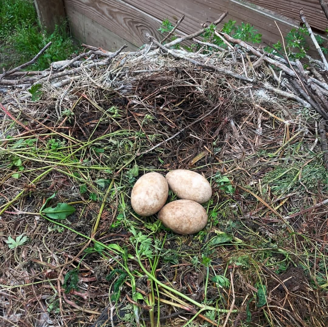 Fertile Cockatoo Parrot Eggs
