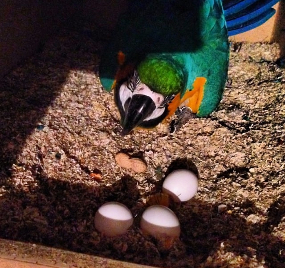 Fertile Blue And Gold Macaw Parrot Eggs