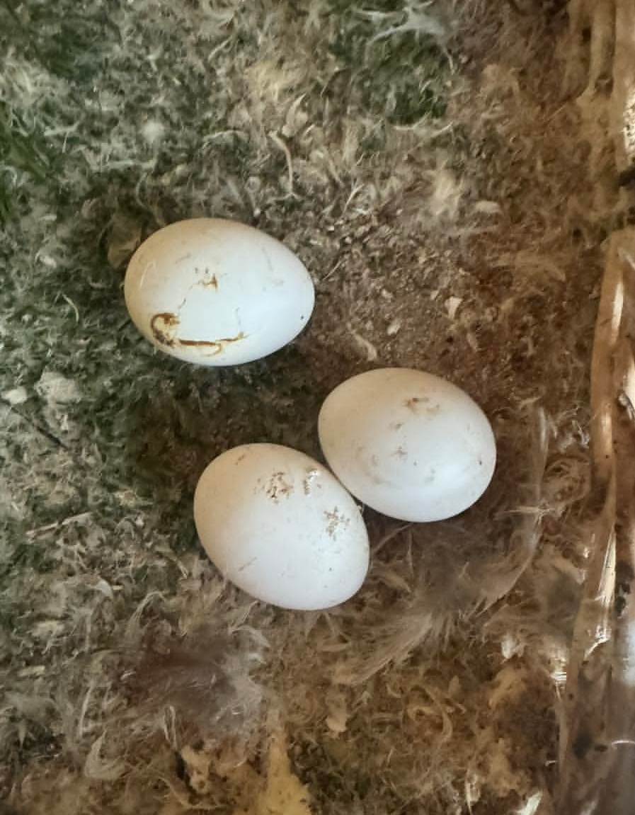 Fertile Blue Throated Macaw Parrot Eggs