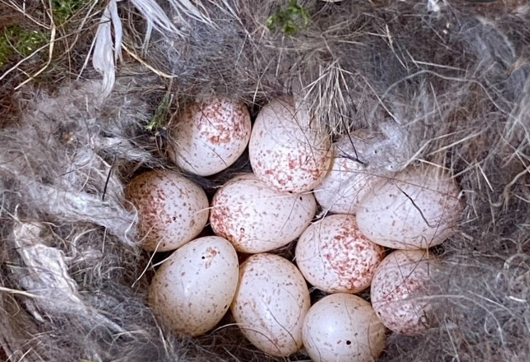Fertile Cinereous Vulture Eggs