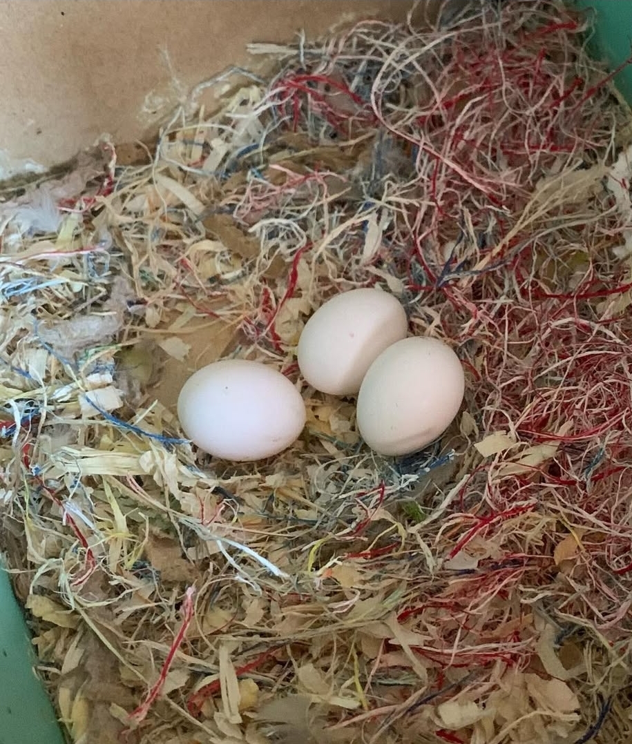 Fertile Cockatiel Parrot Eggs